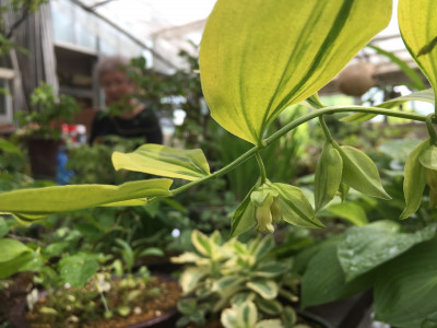 용둥굴레 사진 - Polygonatum involucratum (Franch. & Sav.) Maxim. Photos