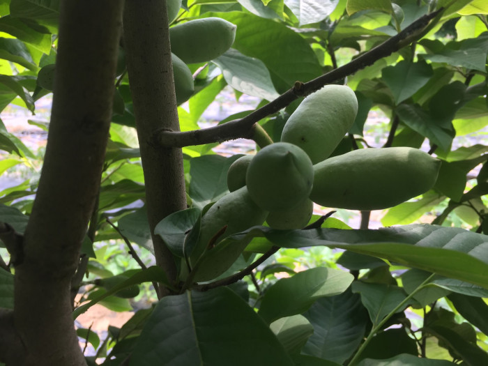 포포나무 - Sunflower pawpaw, Asimina triloba