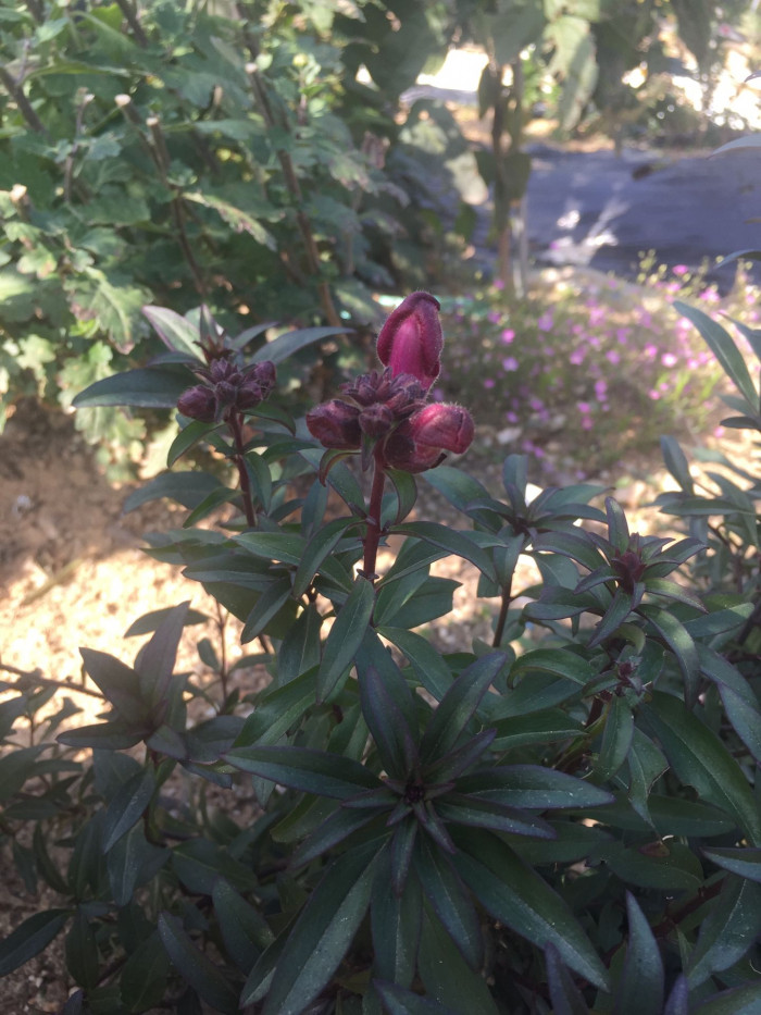 금어초 - snapdragon, Antirrhinum majus