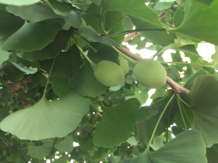 은행나무 - Ginkgo biloba L.