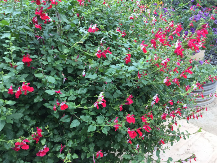 핫립세이지 - HotLipsSage, Salvia Microphylla