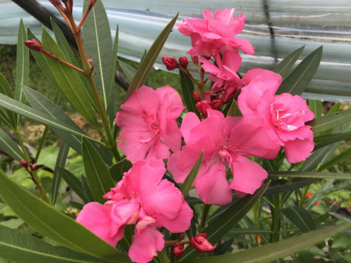 협죽도 - Oleander, Indian Oleander, Nerium indicum Mill.