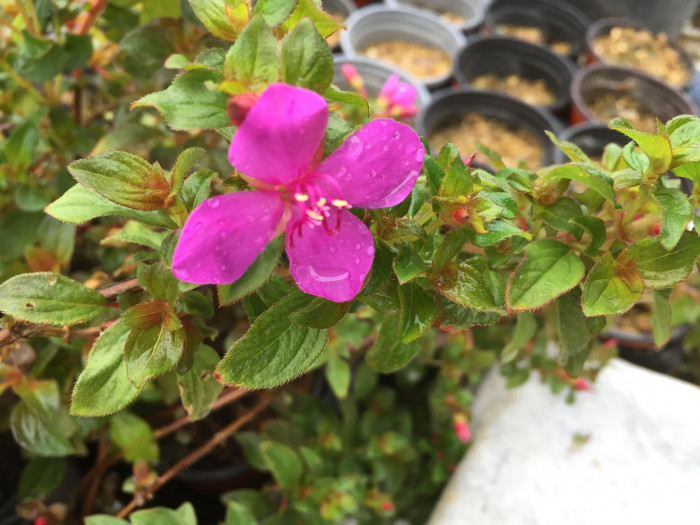 티보치나 - Glorybush, Princessflower, Tibouchina urvilleana (DC.) Cogn.
