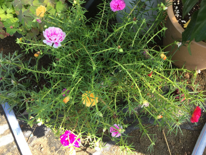 채송화 - 호, Portulaca grandiflora Hooker