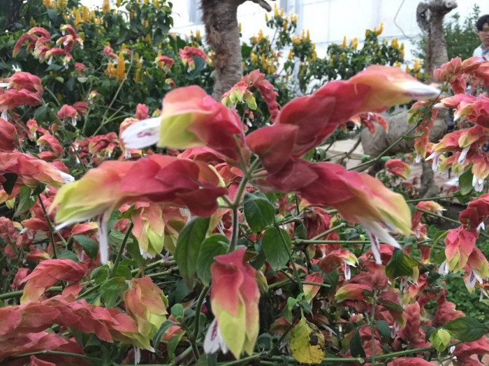 새우풀 - Mexican Shrimp Plant, Shrimp Plant, Shrimp Flower, False Hop, Justicia brandegeeana