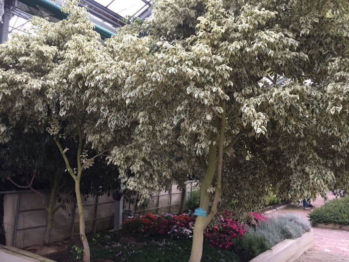 벤자민고무나무 - weeping fig, benjamin fig, Ficus tree, Ficus benjamina L.