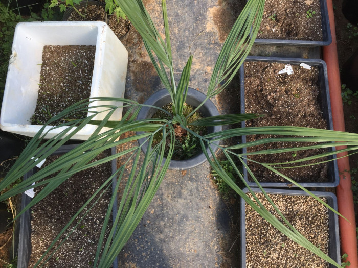 뷰티아야자 - Jelly palm, Butia odorata (Barb.Rodr.) Noblick