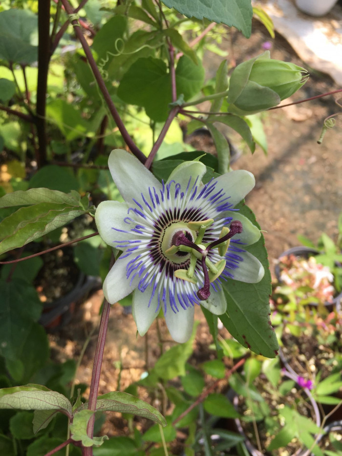 시계초 - passion flower, Passiflora caerulea