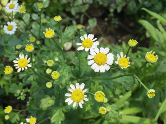 휘버휴 - Feverfew, Tanacetum parthenium