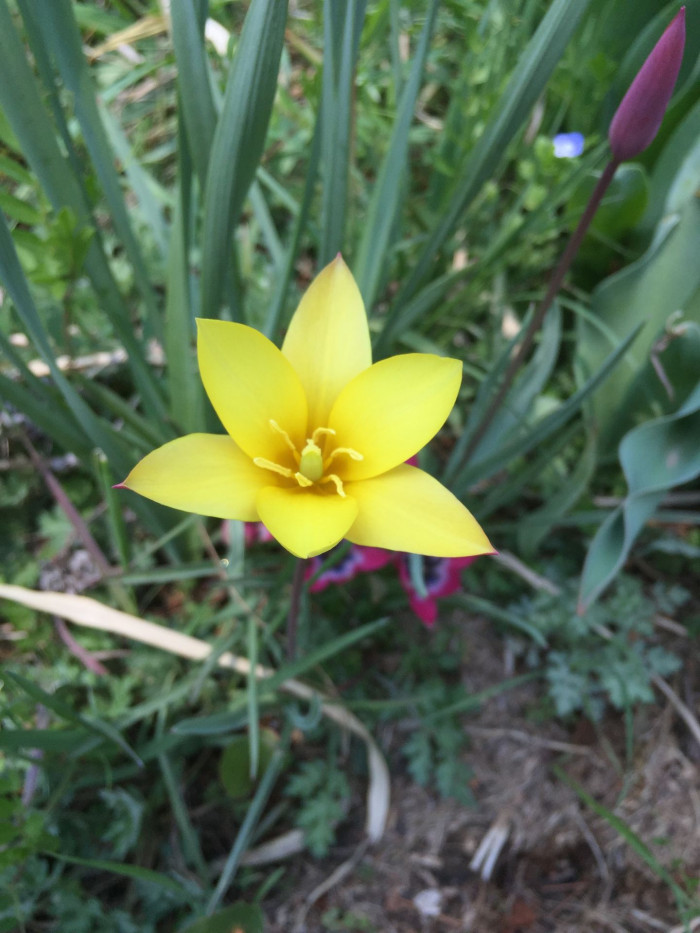튤립 - Tulip, Tulipa gesneriana