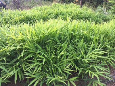 생강 사진 - Zingiber officinale Roscoe Photos