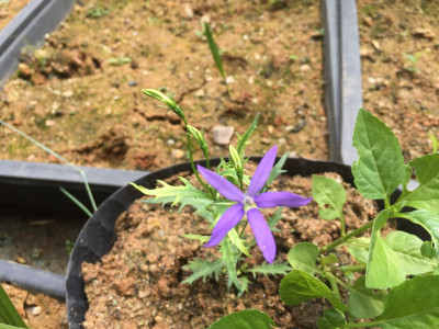별꽃도라지 사진 - Isotoma axillaris Photos