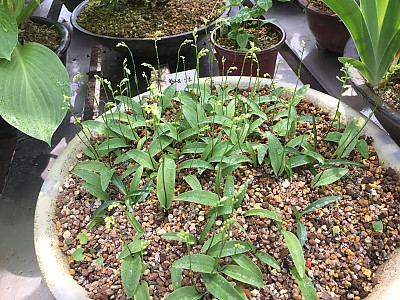 병아리난초 사진 - Amitostigma gracilis Photos