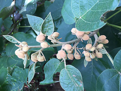오동나무 사진 - Paulownia coreana Uyeki Photos