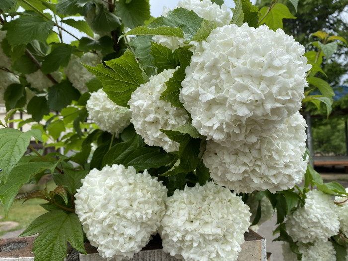 나무수국 - 스노우볼, Hydrangea paniculata Siebold for. paniculata