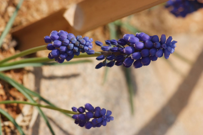 무스카리 - blue grape hyacinth, Muscari armeniacum.