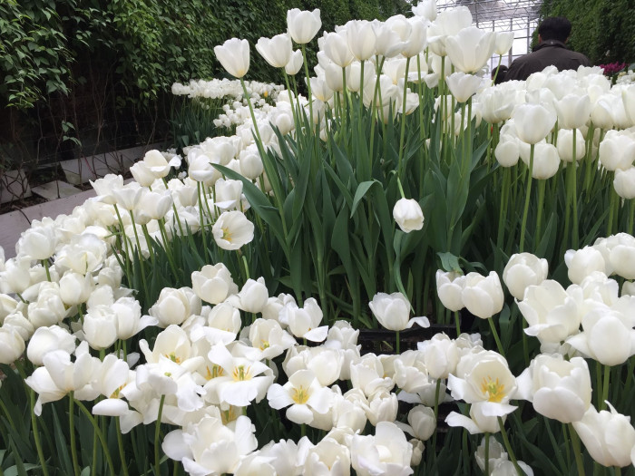 튤립 - Tulip, Tulipa gesneriana