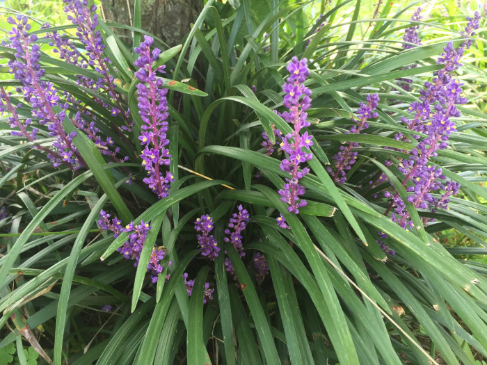 맥문동 - Liriope platyphylla