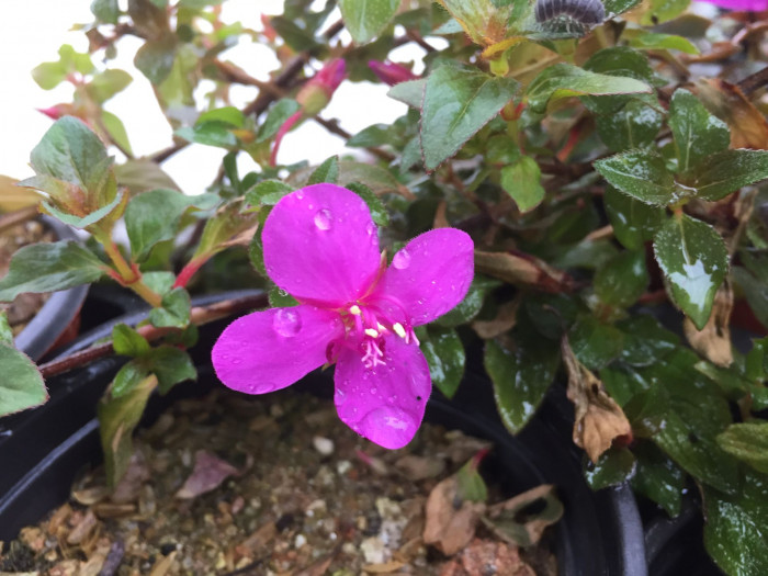 티보치나 - Glorybush, Princessflower, Tibouchina urvilleana (DC.) Cogn.