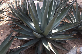 아가베 니그라 - Agave nigra hort. 