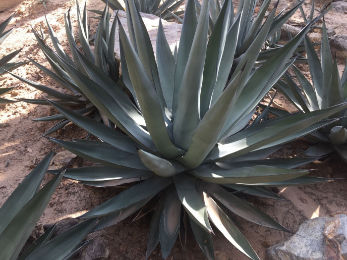 아가베 니그라 - Agave nigra hort. 
