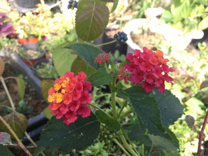 란타나 - Spanish Flag, West Indian Lantana, Lantana camara