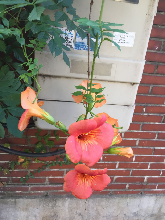 능소화 - Campsis grandifolia (Thunb.) K.Schum.