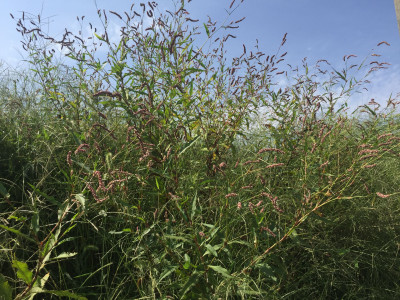 털여뀌 사진 - Persicaria orientalis (L.) Spach Photos