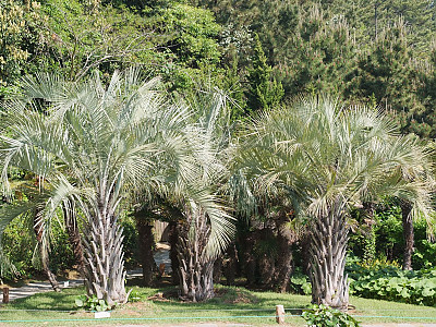 뷰티아야자 사진 - Butia odorata (Barb.Rodr.) Noblick Photos