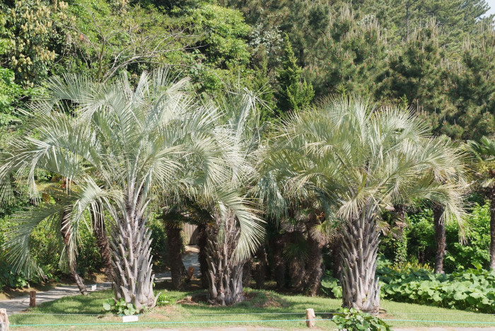 뷰티아야자 - Jelly palm, Butia odorata (Barb.Rodr.) Noblick