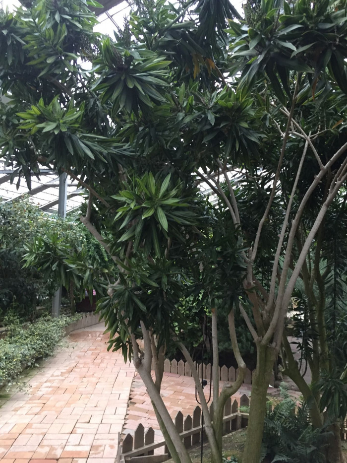 송 오브 인디아 - song of India, Dracaena reflexa 