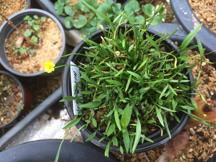 물안개 - lesser spearwort, greater creeping spearwort, banewort, Ranunculus flammula var. filiformis