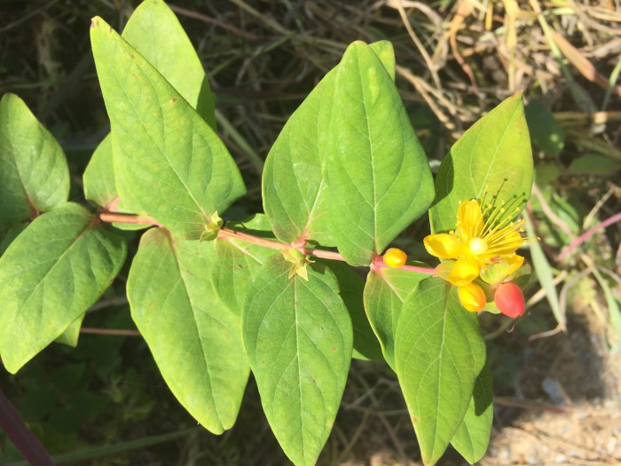 갈퀴망종화 - Hypericum galioides Lam.