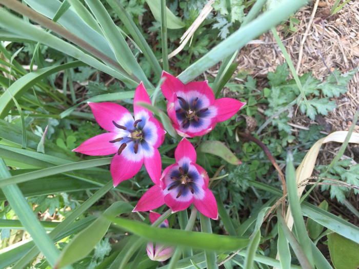 튤립 - Tulip, Tulipa gesneriana