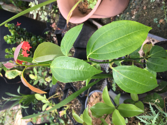 실론 계피 - Cinnamon, Ceylon cinnamon, Cinnamomum verum J. Presl