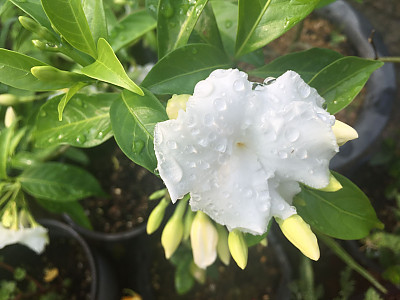 크레이프 자스민 사진 - Tabernaemontana divaricata Photos