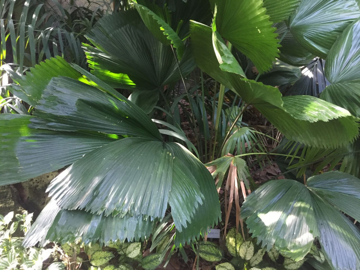 바누아트 부채야자 - Ruffled Fan Palm, Vanuatu Fan Palm, Palas Palm, Licuala grandis H.Wendl.