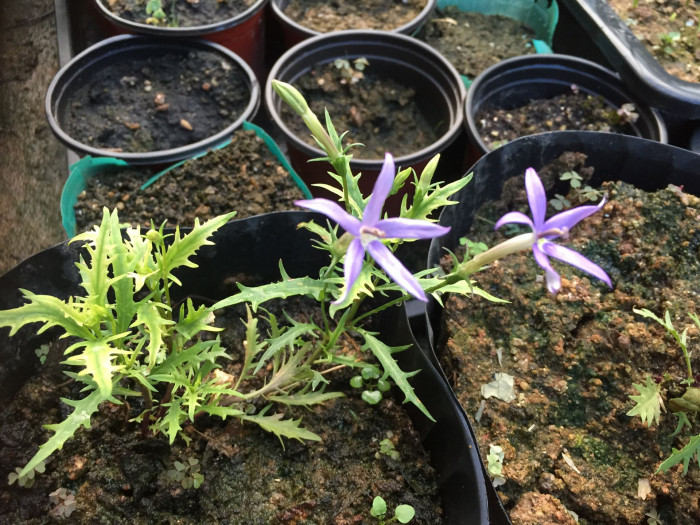 별꽃도라지 - Blue Star Creeper, Isotoma, Laurenti, Isotoma axillaris