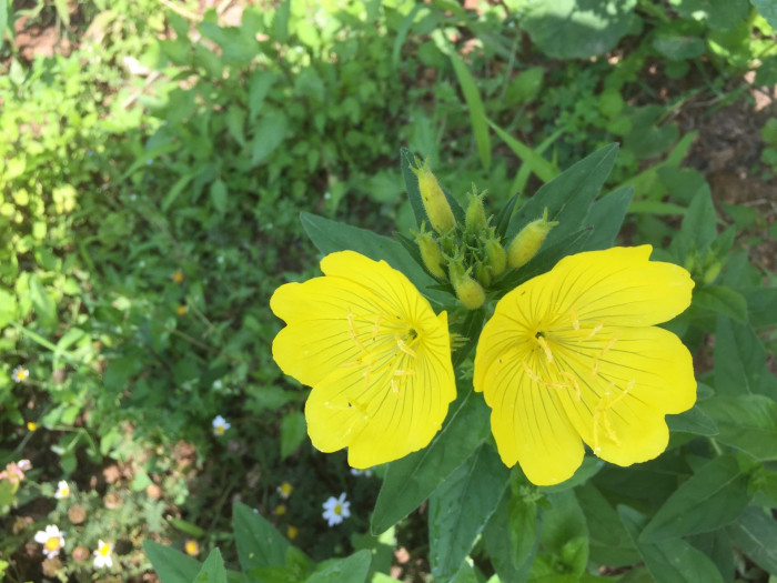 황금낮달맞이 - Miscible, Oenothera fruticosa