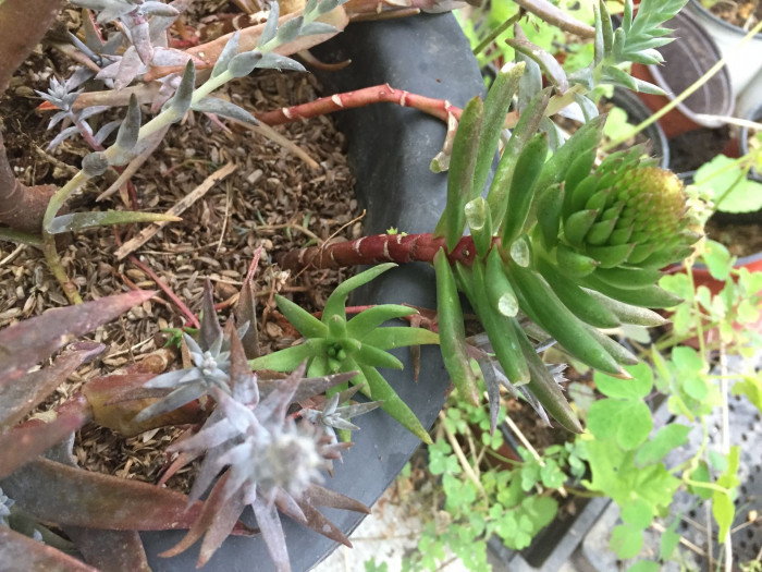 바위솔 - Orostachys japonica