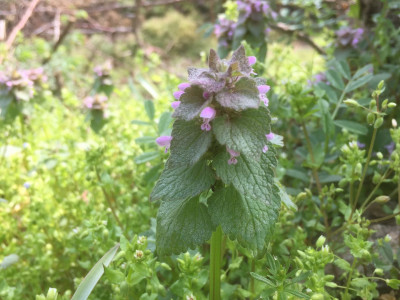 자주광대나물 사진 - Lamium purpureum L. Photos