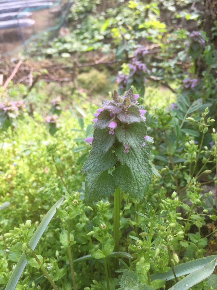 자주광대나물 - Lamium purpureum L.