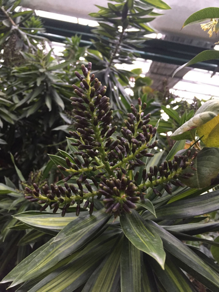 송 오브 인디아 - song of India, Dracaena reflexa 