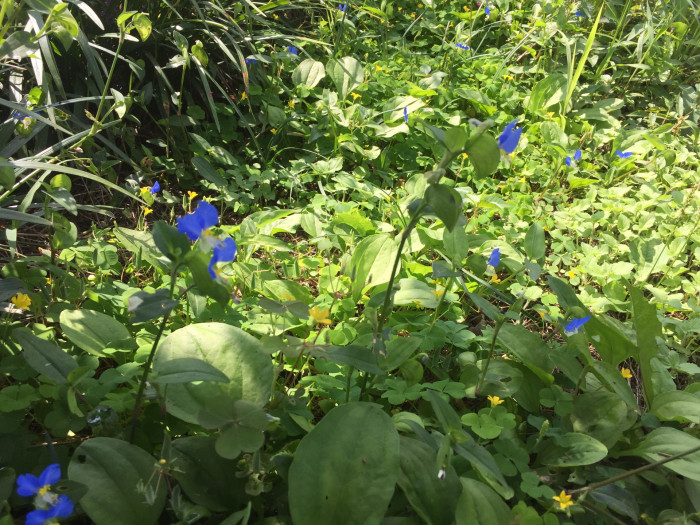 닭의장풀  - Commelina communis L