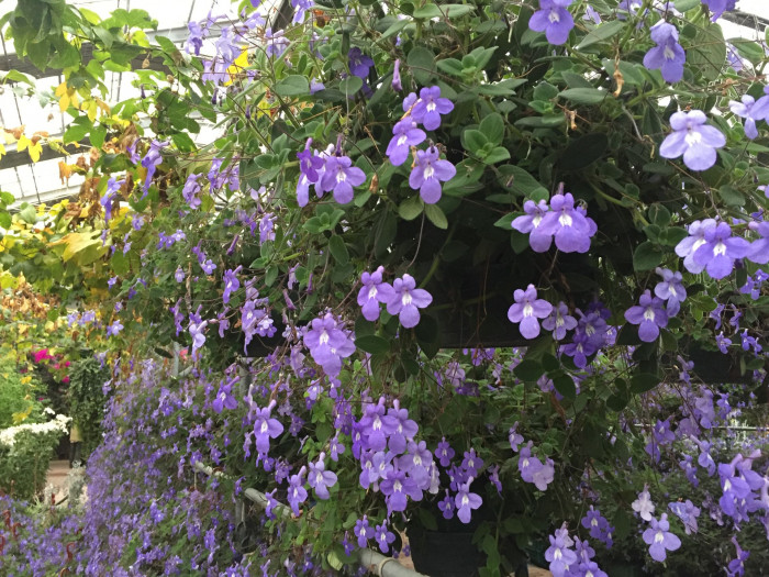 삭소름 - Violeta Pendente, Streptocarpus saxorum