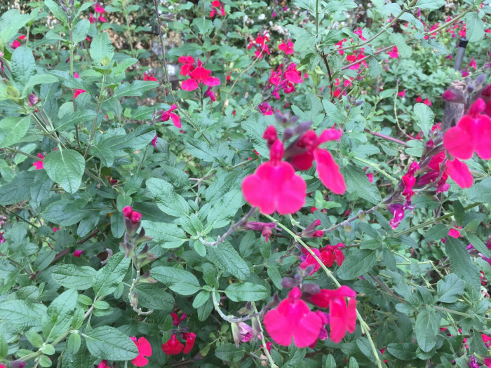 체리 세이지 - Cherry Sage, Salvia officinalis L.