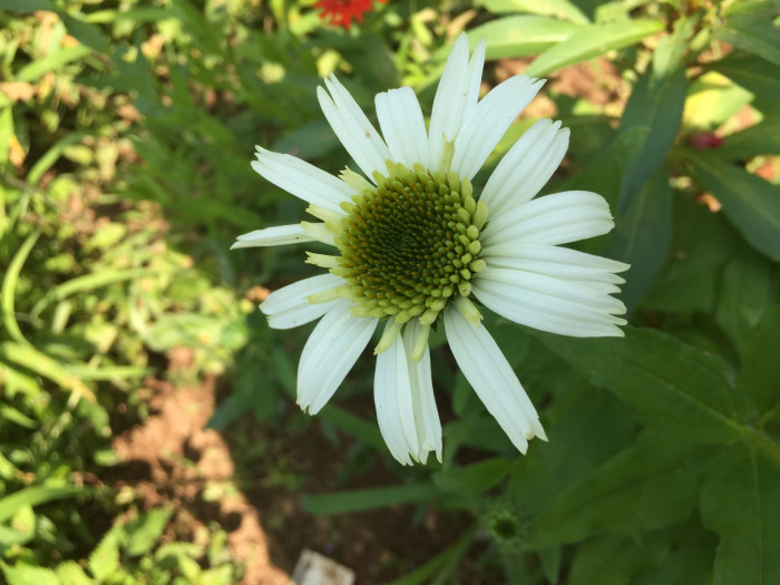 에키네시아 - eastern purple coneflower, hedgehog coneflower, purple coneflower, Echinacea purpurea