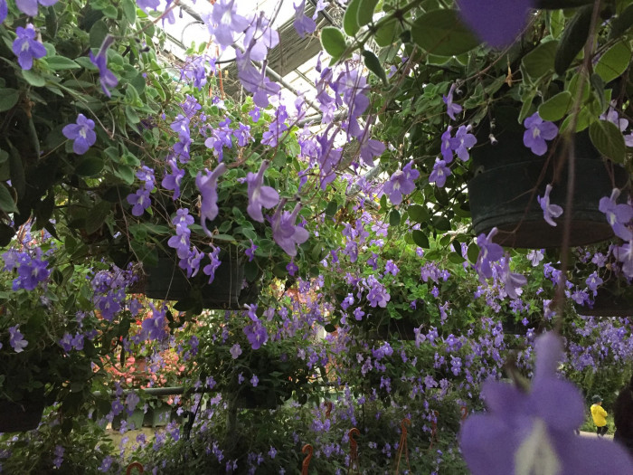 삭소름 - Violeta Pendente, Streptocarpus saxorum