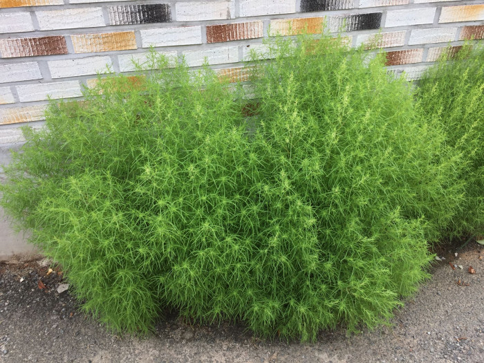 댑싸리 - Kochia scoparia (L.) Schrad. var. scoparia
