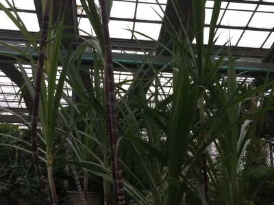 사탕수수 사진 - Saccharum officinarum L. Photos
